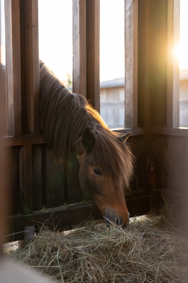 Ein brauner Isländer frisst Heu, die Abendsonne fällt von hinten durch die Stallgitter