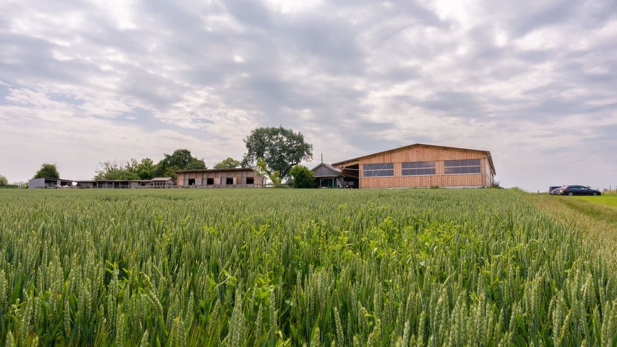 Reithalle und Stallgebäude über einem grünen Getreidefeld unter bewölktem Himmel