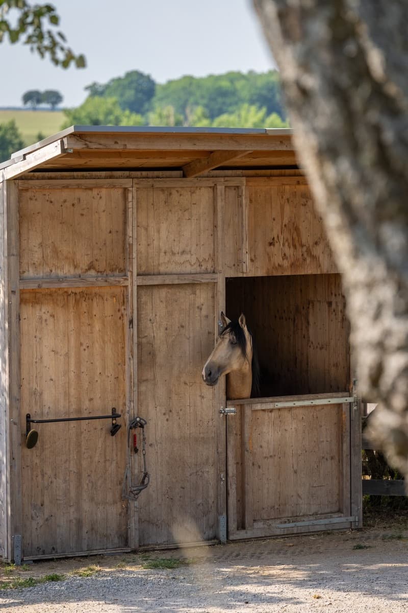 Ein Falbe schaut aus der Öffnung einer hölzernen Waldbox, im Hintergrund Wald und Wiesen